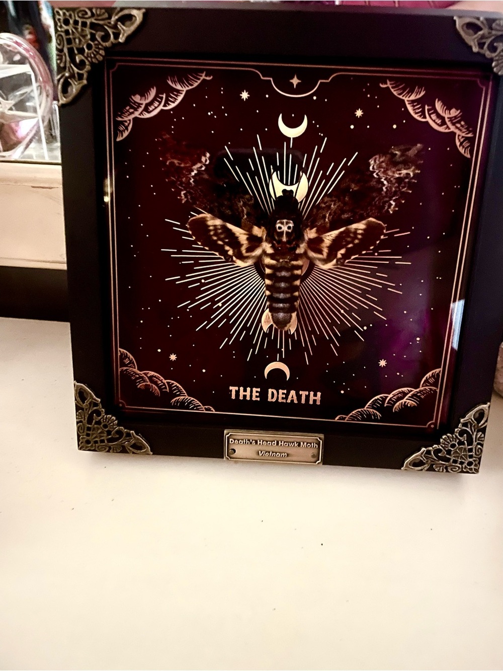 Framed Death's-Head Hawkmoth Black & Gold